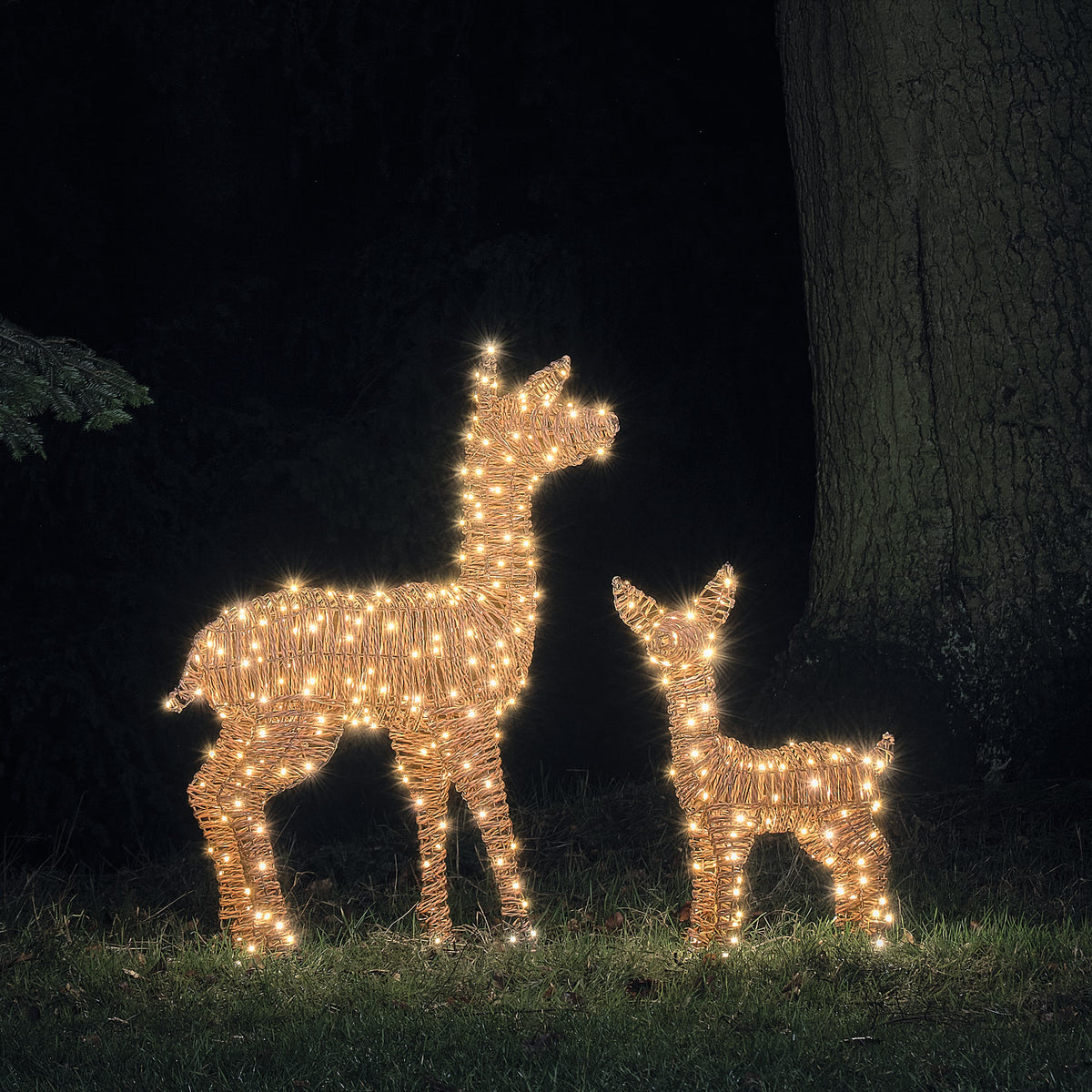 Zwei LED-Rentiere in Rattanoptik leuchten warmweiß im Garten bei Nacht