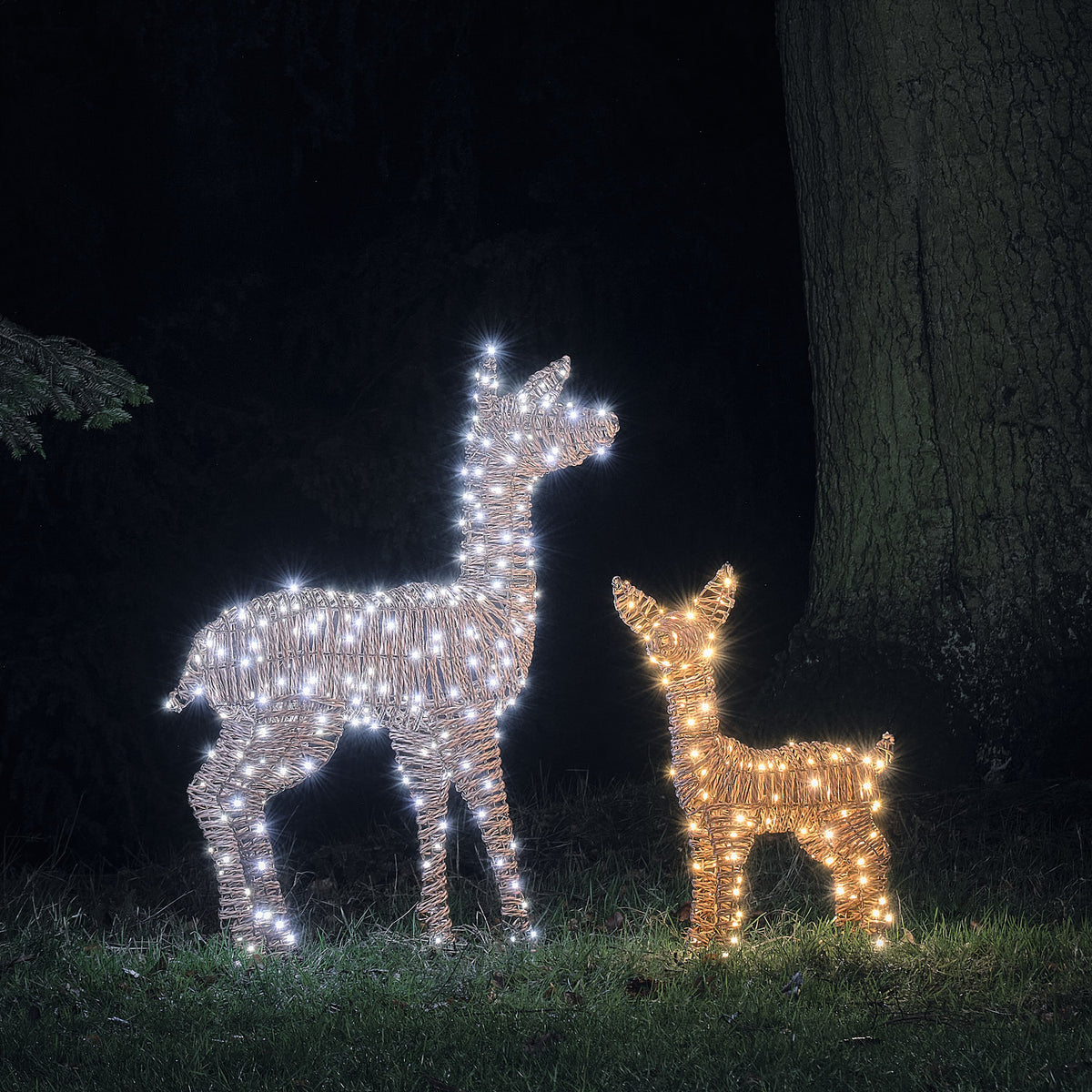 Zwei LED-Rentiere in Rattanoptik mit weißem Licht im Garten bei Nacht