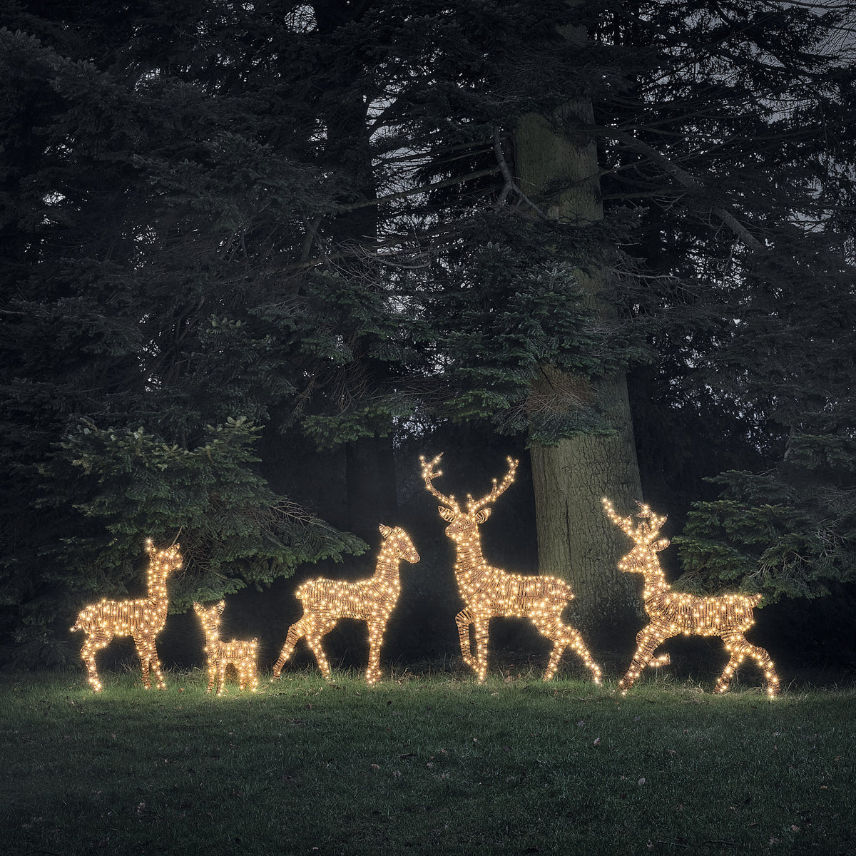 Fünf LED-Rentierfiguren in warmweiß und weiß leuchtend vor dunklem Wald bei Nacht