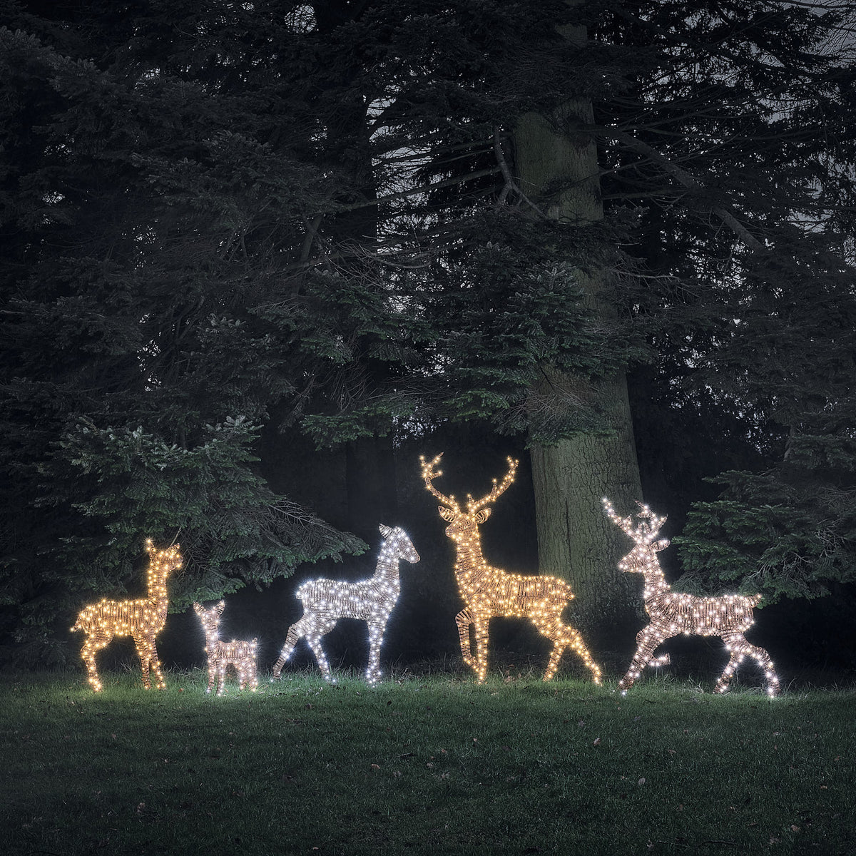 Fünf LED-Rentierfiguren in warmweiß und weiß leuchtend vor dunklem Wald bei Nacht