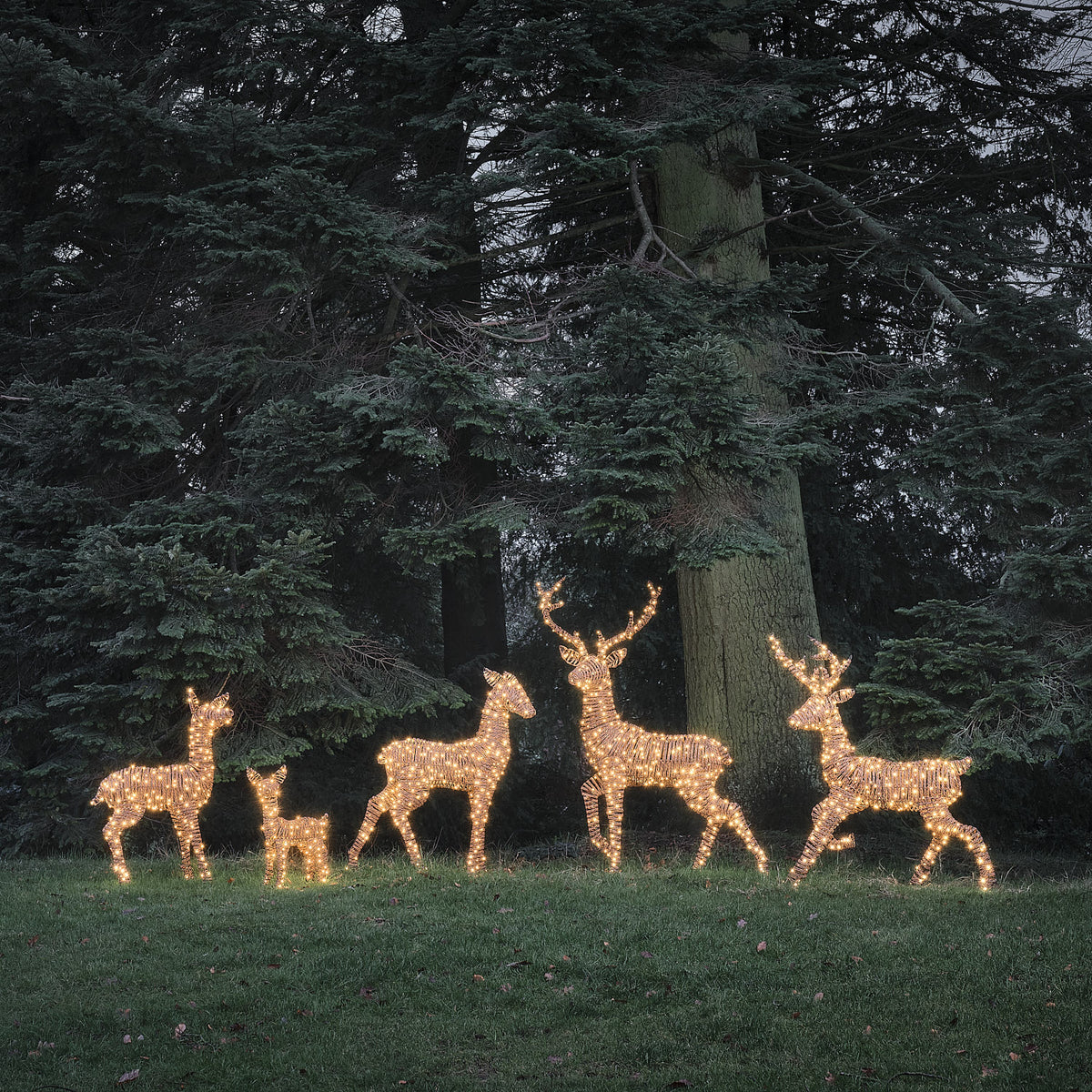 Fünf LED-Rentierfiguren in warmweiß und weiß leuchtend vor dunklem Wald bei Nacht