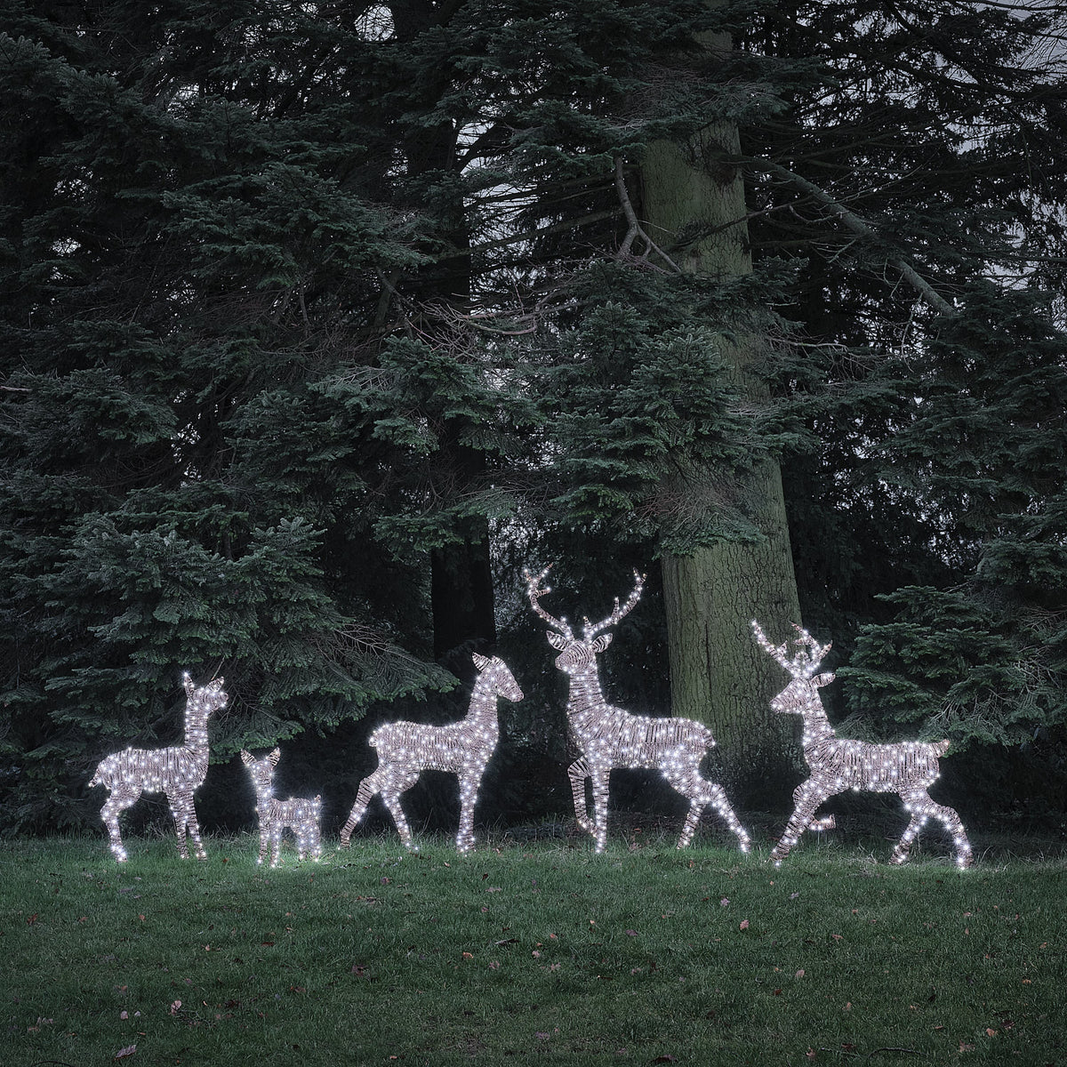Fünf LED-Rentierfiguren in warmweiß und weiß leuchtend vor dunklem Wald bei Nacht