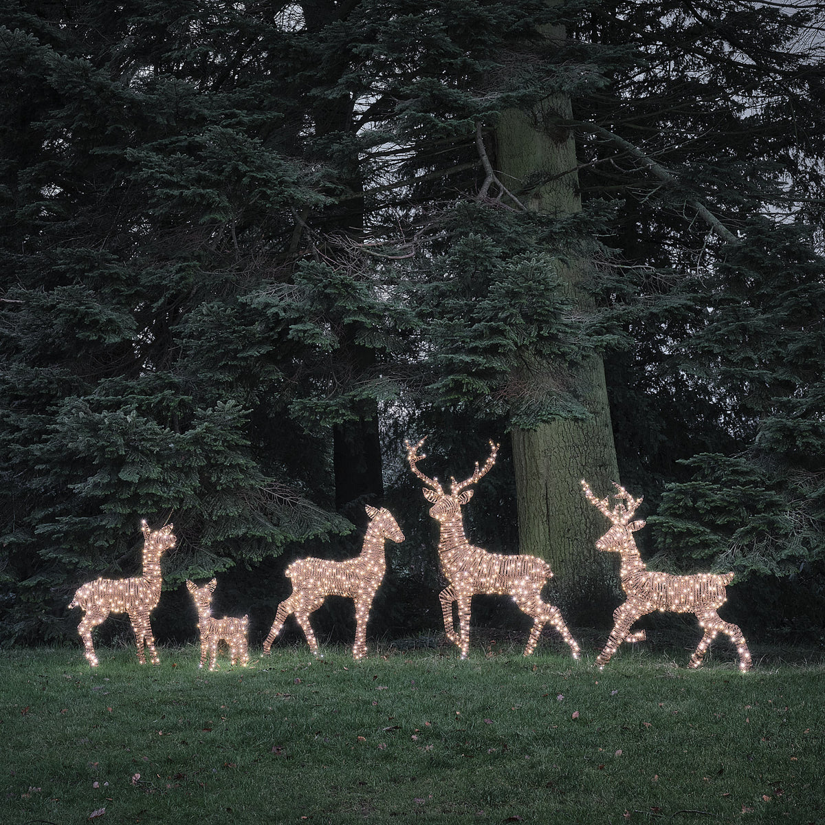 Fünf LED-Rentierfiguren in warmweiß und weiß leuchtend vor dunklem Wald bei Nacht