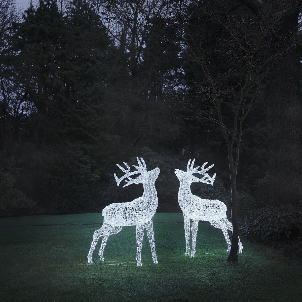 Zwei LED-Hirschfiguren aus weißem Acryl mit kühlem weißen Licht im Garten bei Nacht