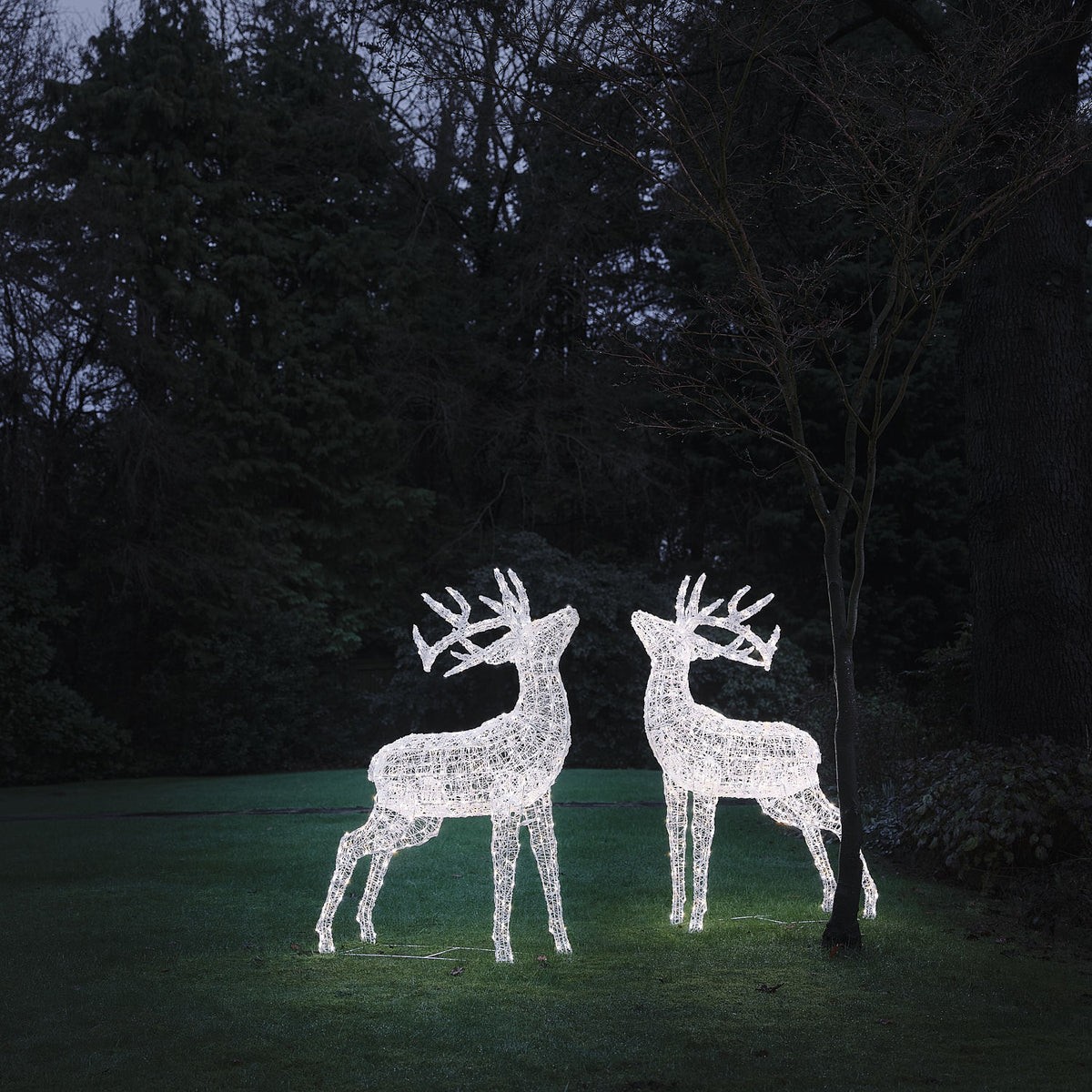 Zwei weiße LED-Hirschfiguren aus Acryl mit erhobenem Geweih im Garten bei Nacht
