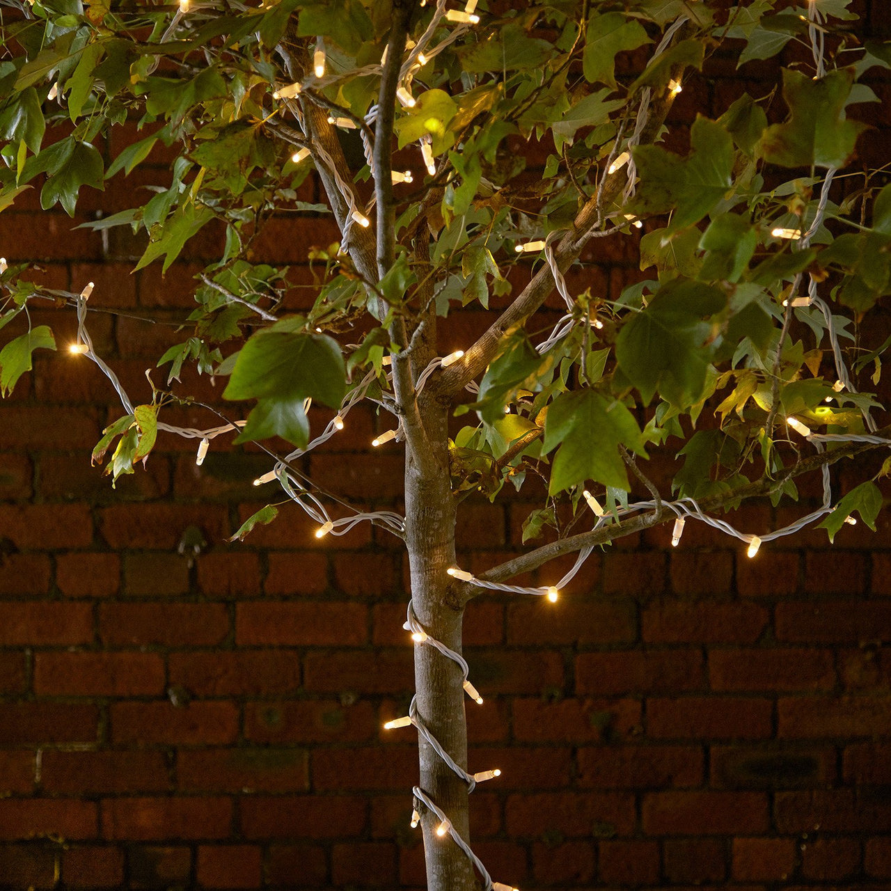 Pro Connect IP67,  10m 100er LED Lichterkette gold warmweiß koppelbar weißes Kabel