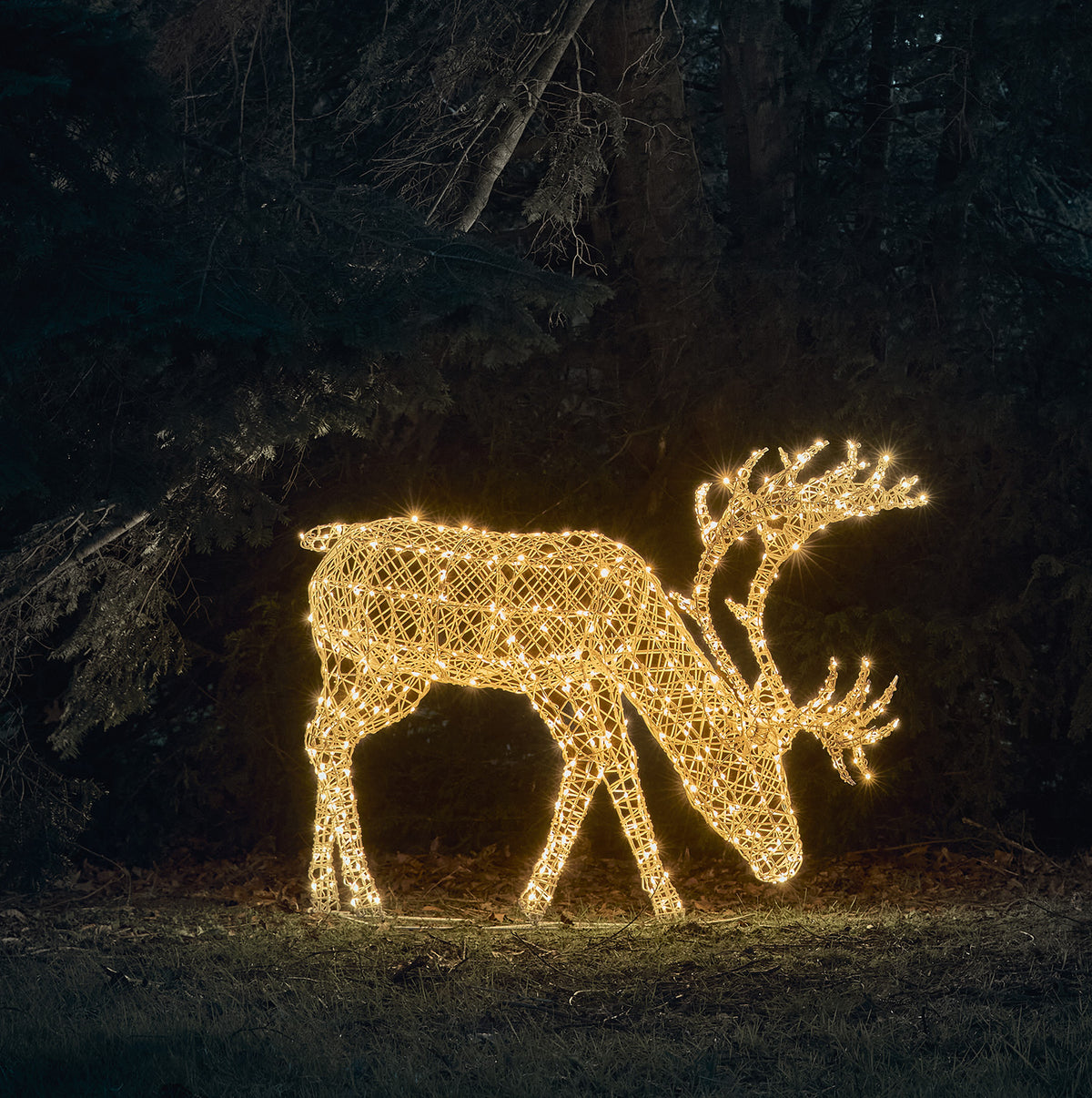 Grasendes LED-Rentier mit warmweiß leuchtenden Bicolor-LEDs in Rattan-Optik bei Nacht
