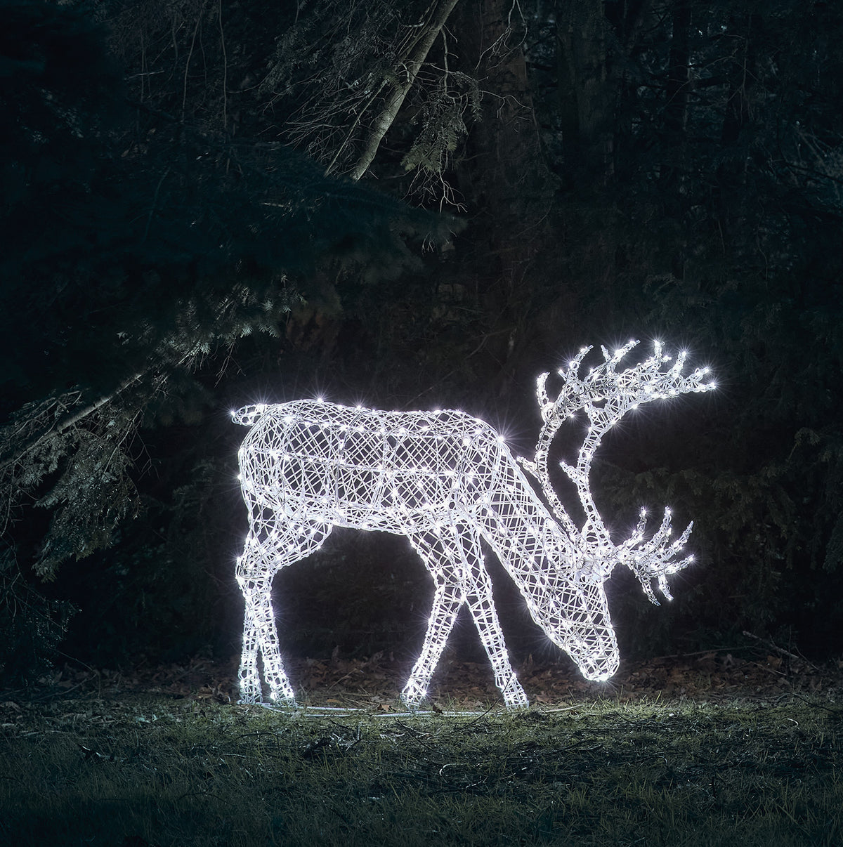 Grasendes LED-Rentier mit kaltweiß leuchtenden Bicolor-LEDs in Rattan-Optik bei Nacht