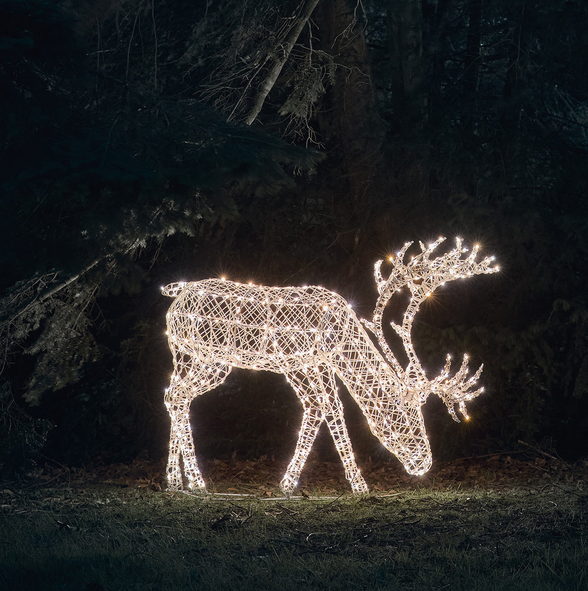 Grasendes LED-Rentier mit gemischten Bicolor-LEDs in weißer Rattan-Optik bei Nacht