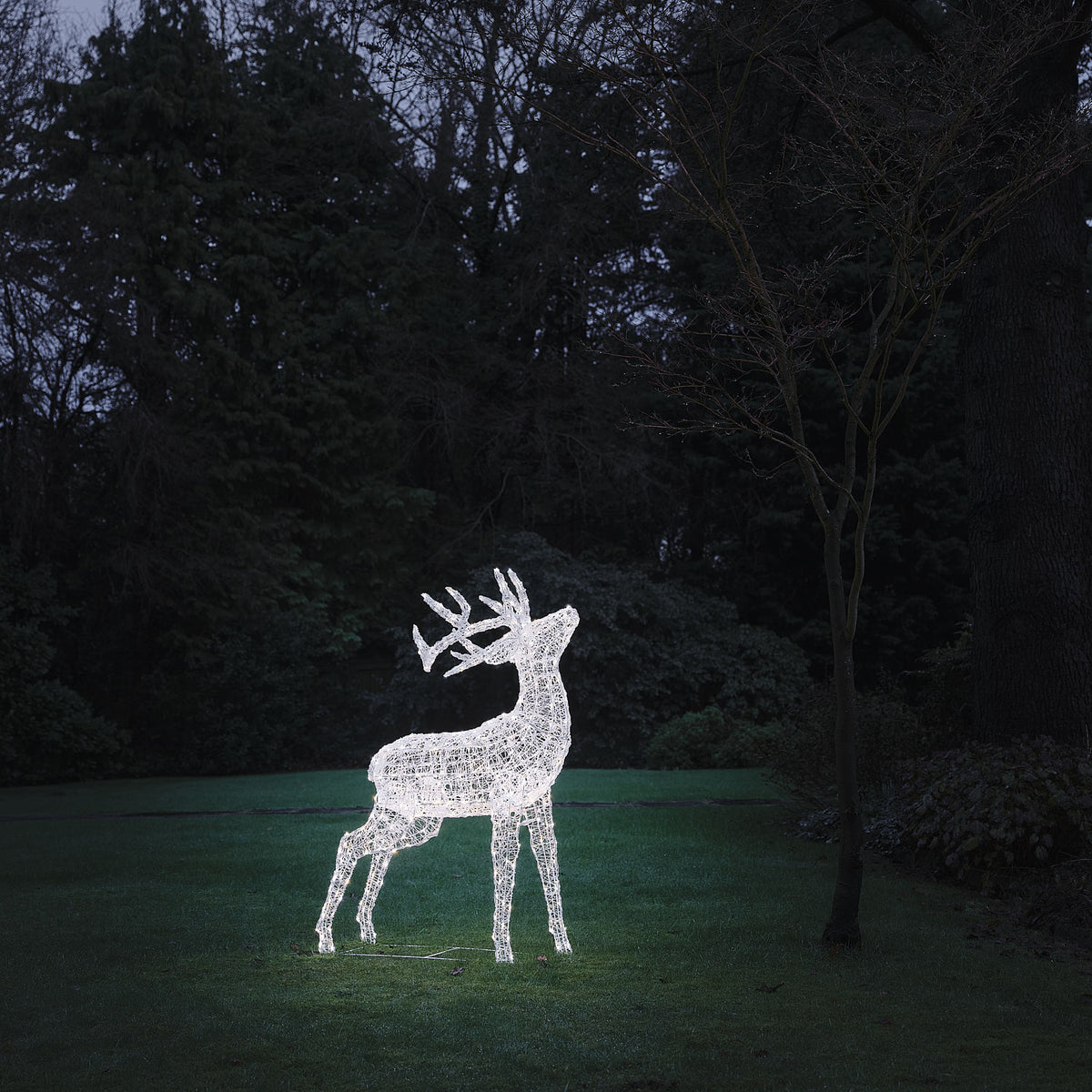 Bicolor LED-Rentier Hirsch XL Swinsty mit 450 LEDs in Kaltweiß im Garten